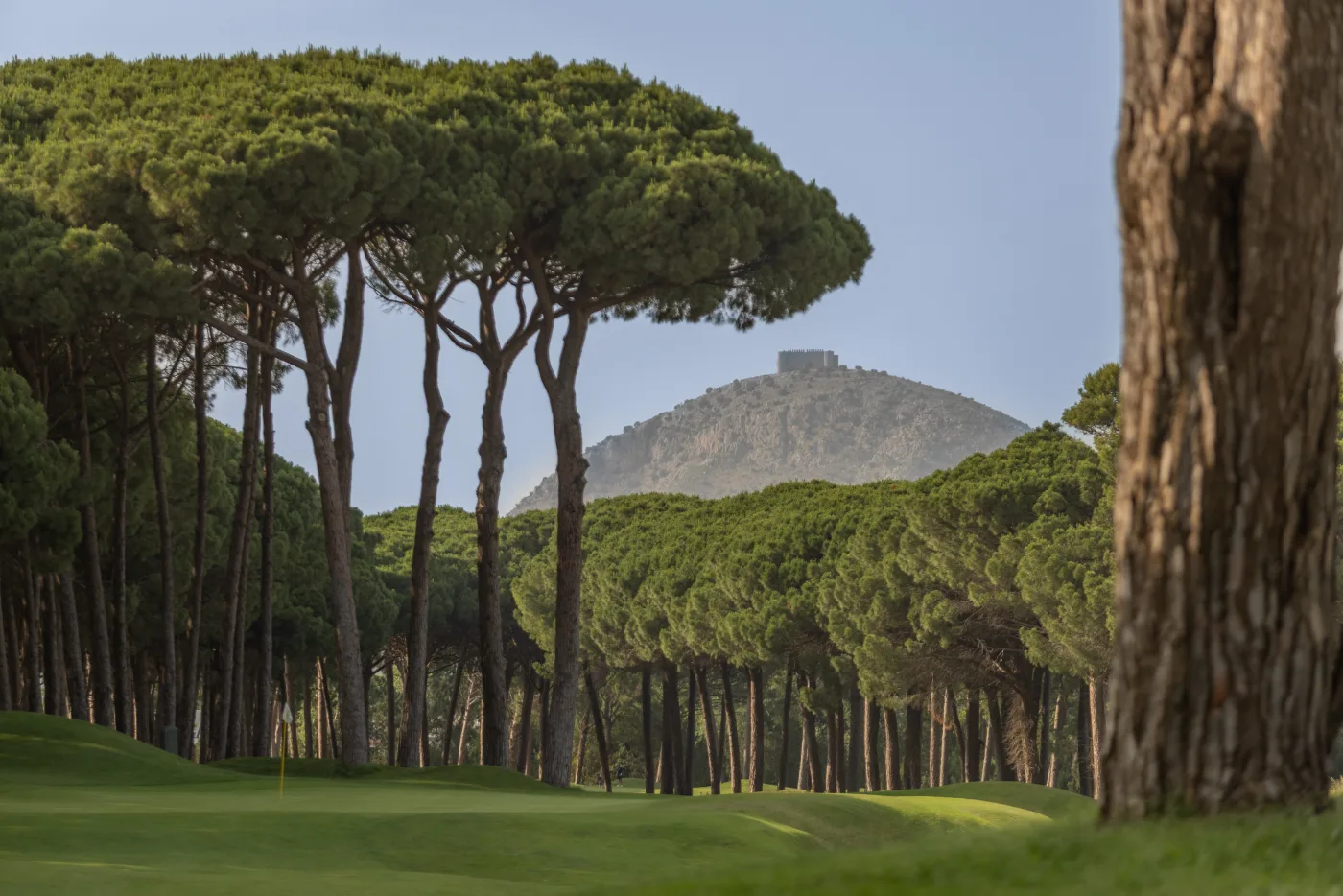 The Forest course at Empord&agrave; Golf, a green framed by umbrella pines with the Montgr&iacute; hill behind
